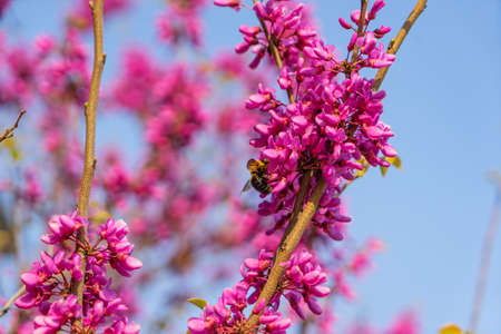 Bee on bauhiniaの写真素材