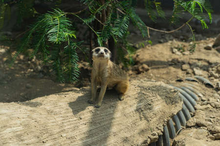 Meerkat sitting on the groundの写真素材
