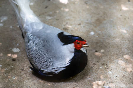 White pheasant chickenの写真素材