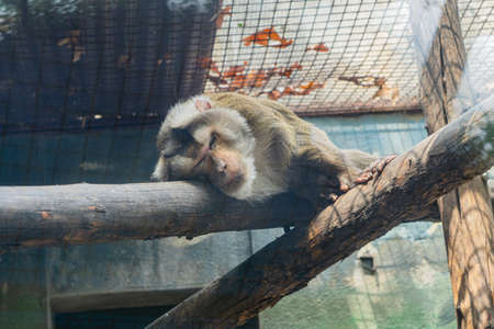 Monkey resting and sleeping on the trunkの写真素材