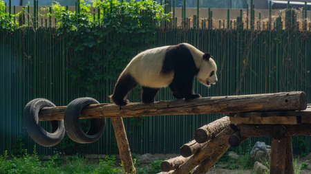 Giant panda walking on wooden frameの写真素材