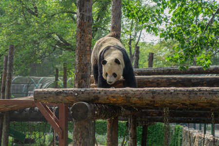 Giant panda walking on wooden frameの写真素材