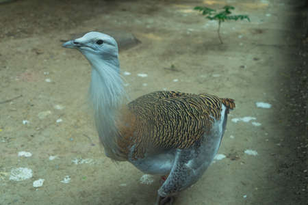 Great Bustard Steppe Birdsの写真素材