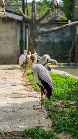 Birds Yellow-billed Storkの写真素材