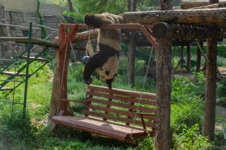 Pandas playingの写真素材