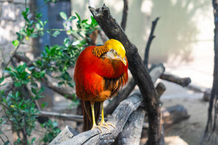 Golden Pheasant on a branchの写真素材