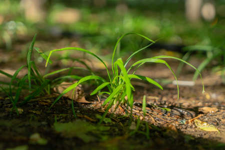 Green leafy grass under water dropsの写真素材