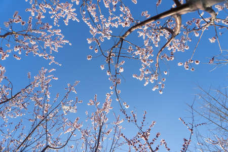 Peach blossoms in spring