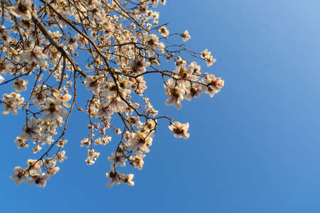 White magnolia flowers in the sky