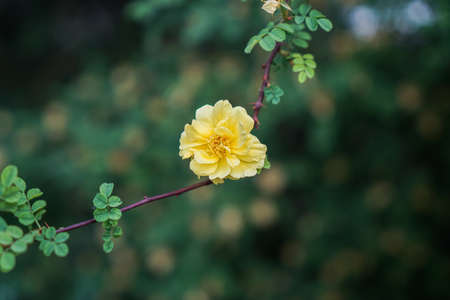 Yellow thorn rose yellow flowersの写真素材