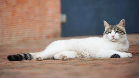 Cat lying and resting on the streetの写真素材