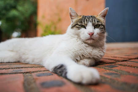Cat lying and resting on the streetの写真素材