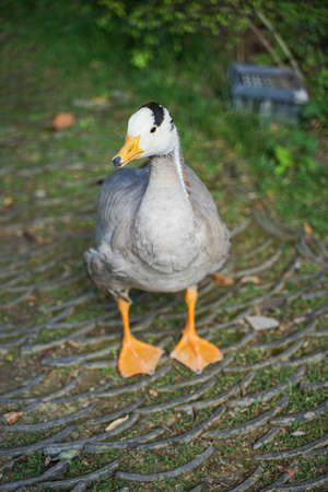 Bar-headed geese and ducks stand in a daze on the side of the roadの写真素材