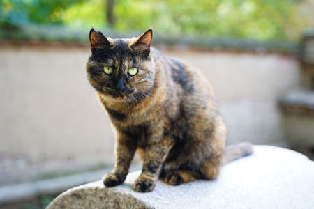 Tortoiseshell cat lying on the millstone