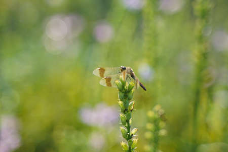 Dragonfly resting on flowers