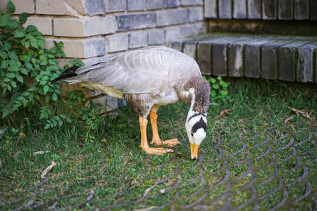 Bar-headed ducks graze on the roadside