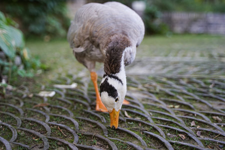 Bar-headed ducks graze on the roadsideの写真素材