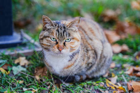 Cat sitting and resting on the grassの写真素材