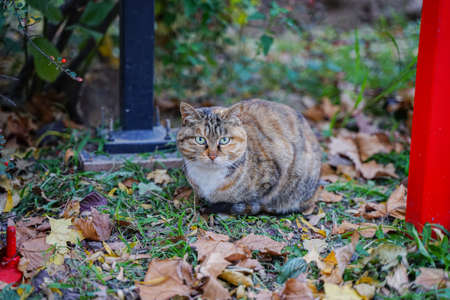 Cat sitting and resting on the grassの写真素材