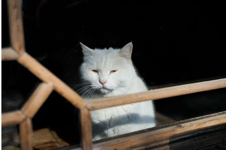 White cat sitting behind the window