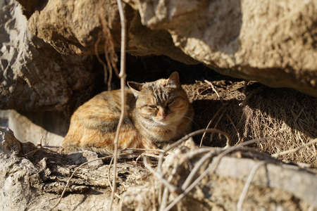 Tabby cat in the forestの写真素材
