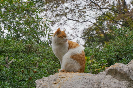 Stray cat in the parkの写真素材