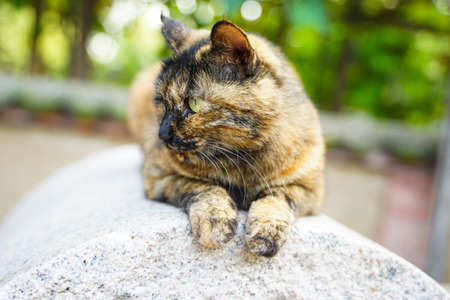 Tortoiseshell cat lying on the millstoneの写真素材