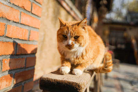 Cat lying on the wooden chair to restの写真素材