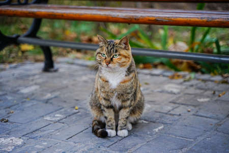 Tabby cat sitting on the side of the streetの写真素材
