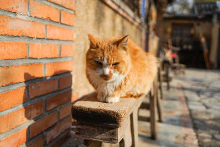 Cat lying on the wooden chair to restの写真素材