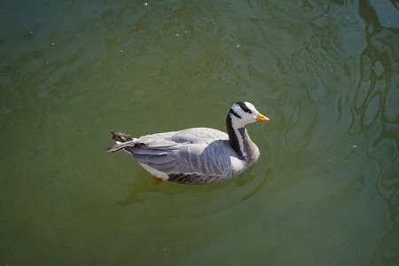 Bar-headed ducks on spring water
