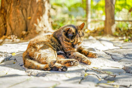Tortoiseshell cat lying under the tree with pet catの写真素材