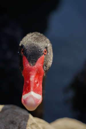 Close-up of black swan head with water drops on the shoreの写真素材