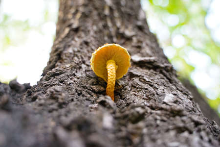Tree mushroom tree mushroom yellow mushroom