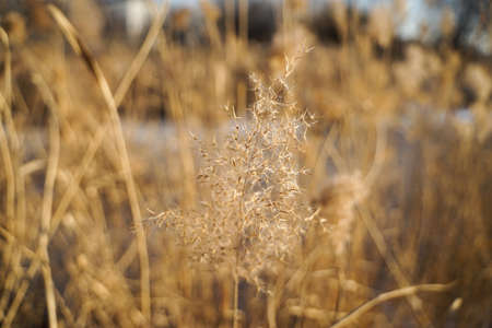 The reeds on the top of the reeds in winter are dryの写真素材