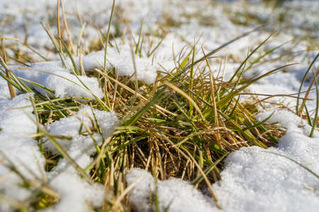 Snow on the grassの写真素材