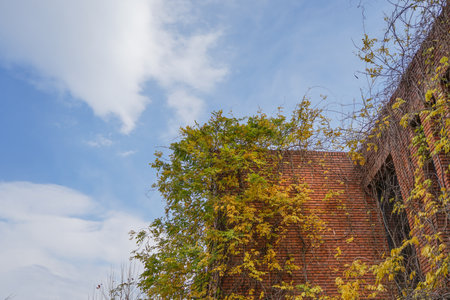 Plants on red brick building