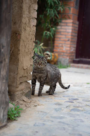 Tabby cat looks out from the cornerの写真素材
