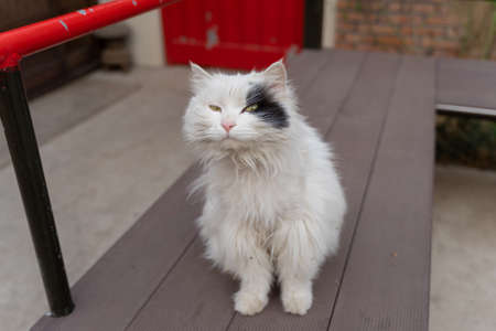 Stray lion catの写真素材