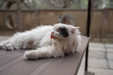 Stray lion catの写真素材