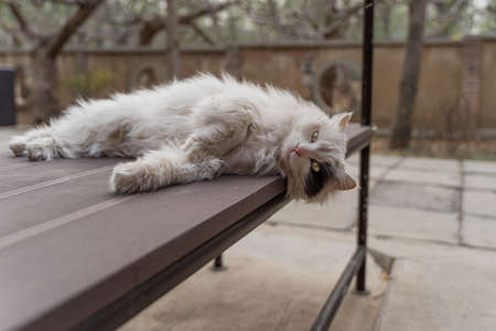 Stray lion catの写真素材