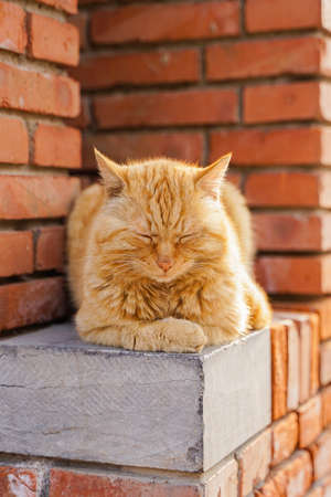 Orange cat close-up on red brickの写真素材
