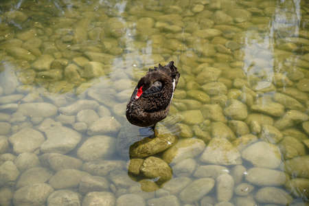 Black swan stands on the pebbles on the water