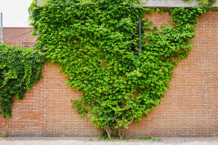 Vineman creeper on the red brick wallの写真素材