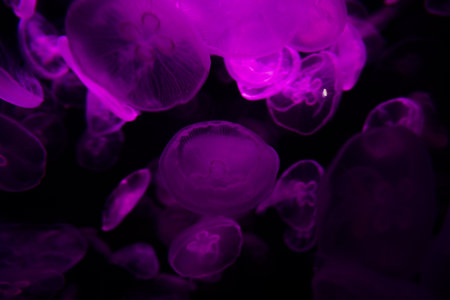 Tube jellyfish purple light fluorescentの写真素材