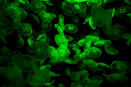Tube jellyfish green light fluorescentの写真素材