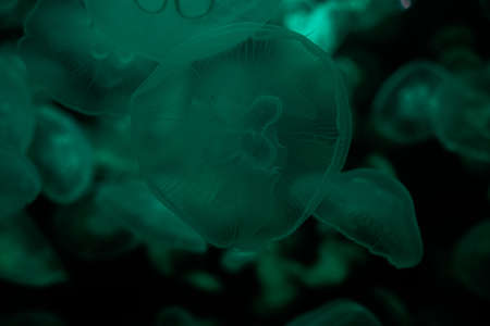 Tube jellyfish cyan light fluorescent
