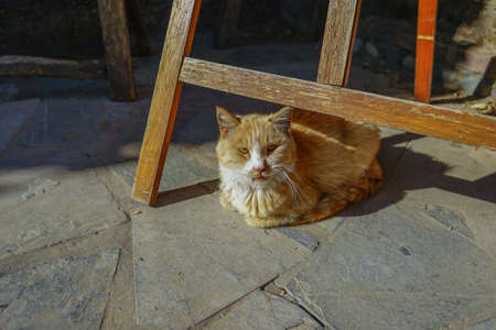 Stray cat under the wooden frameの写真素材