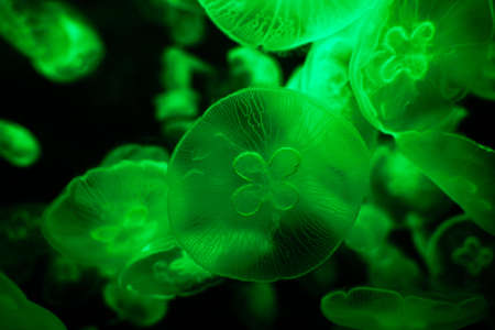 Tube jellyfish green light fluorescent