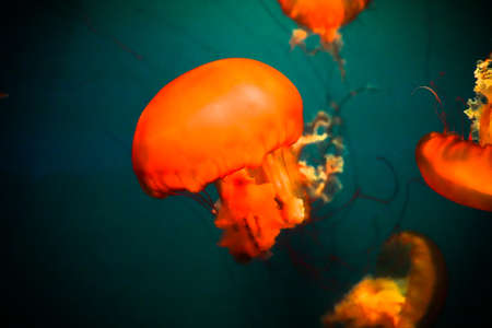 Pipe jellyfish close-up marine lifeの写真素材